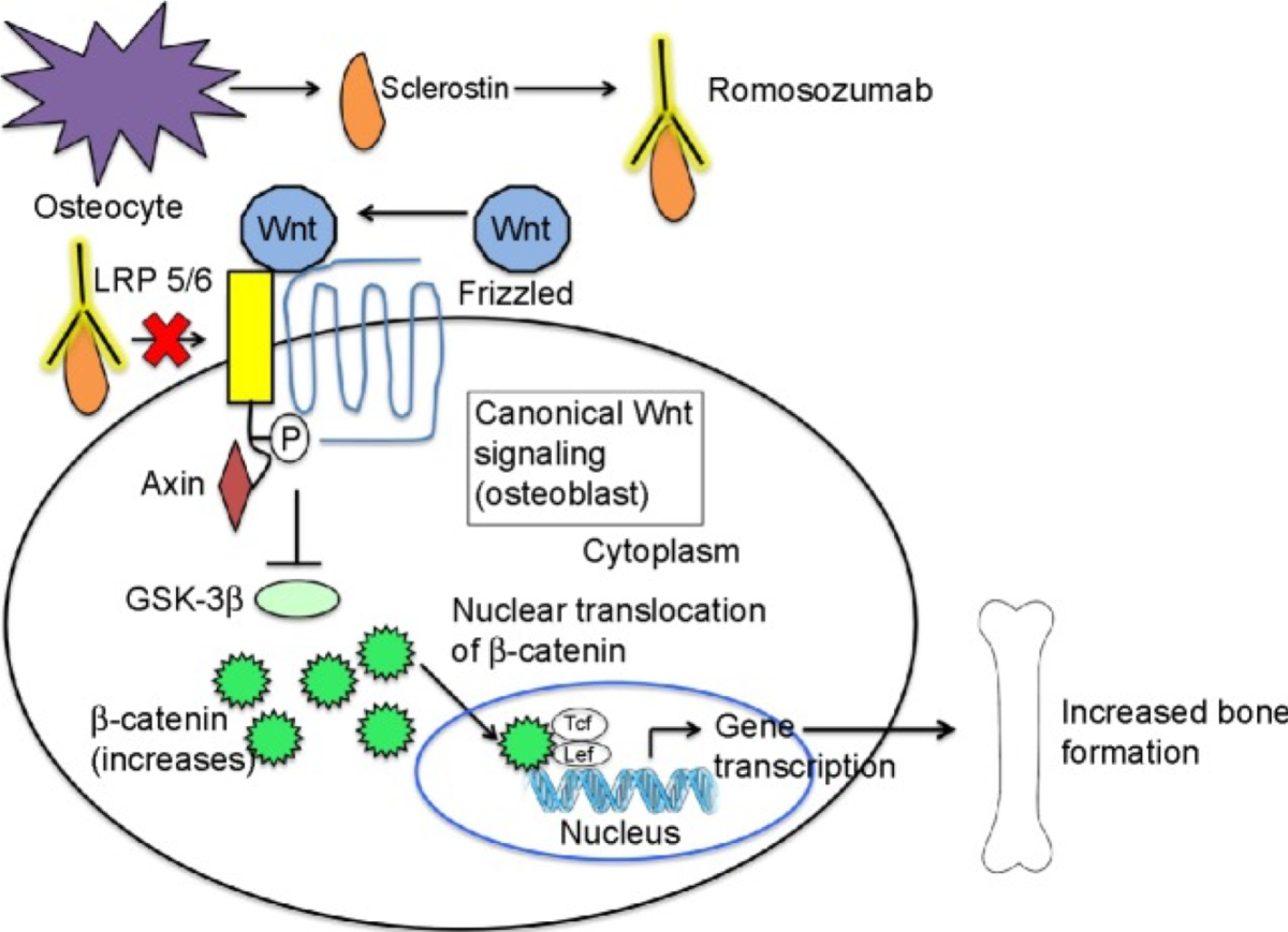 Romosozumab - meccanismo d'azione