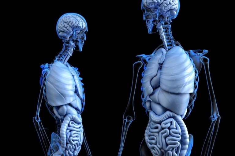 Interazione tra microbiota intestinale e ossa