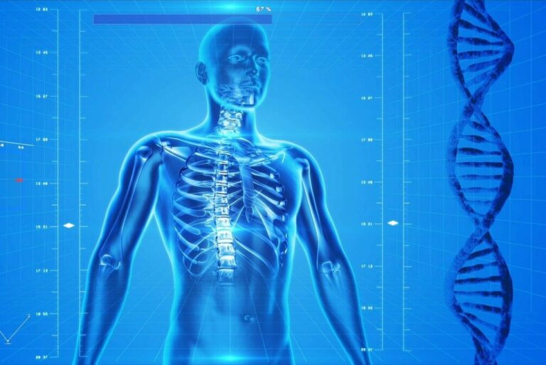 Attori nella regolazione endocrina dell’omeostasi calcio-fosforo
