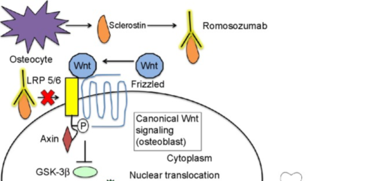 Romosozumab - meccanismo d'azione